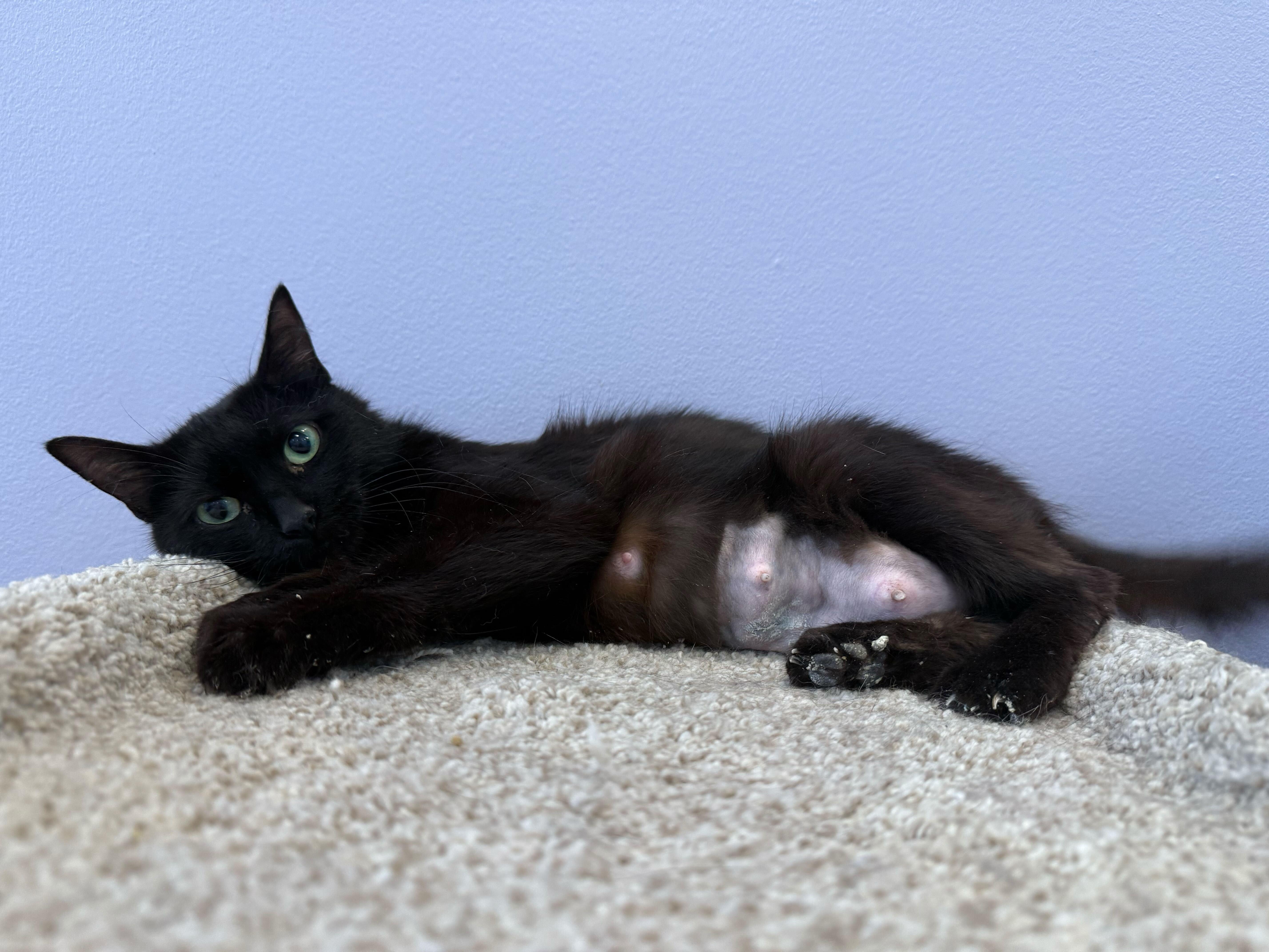 Splinter, Adult Female Domestic Short Hair