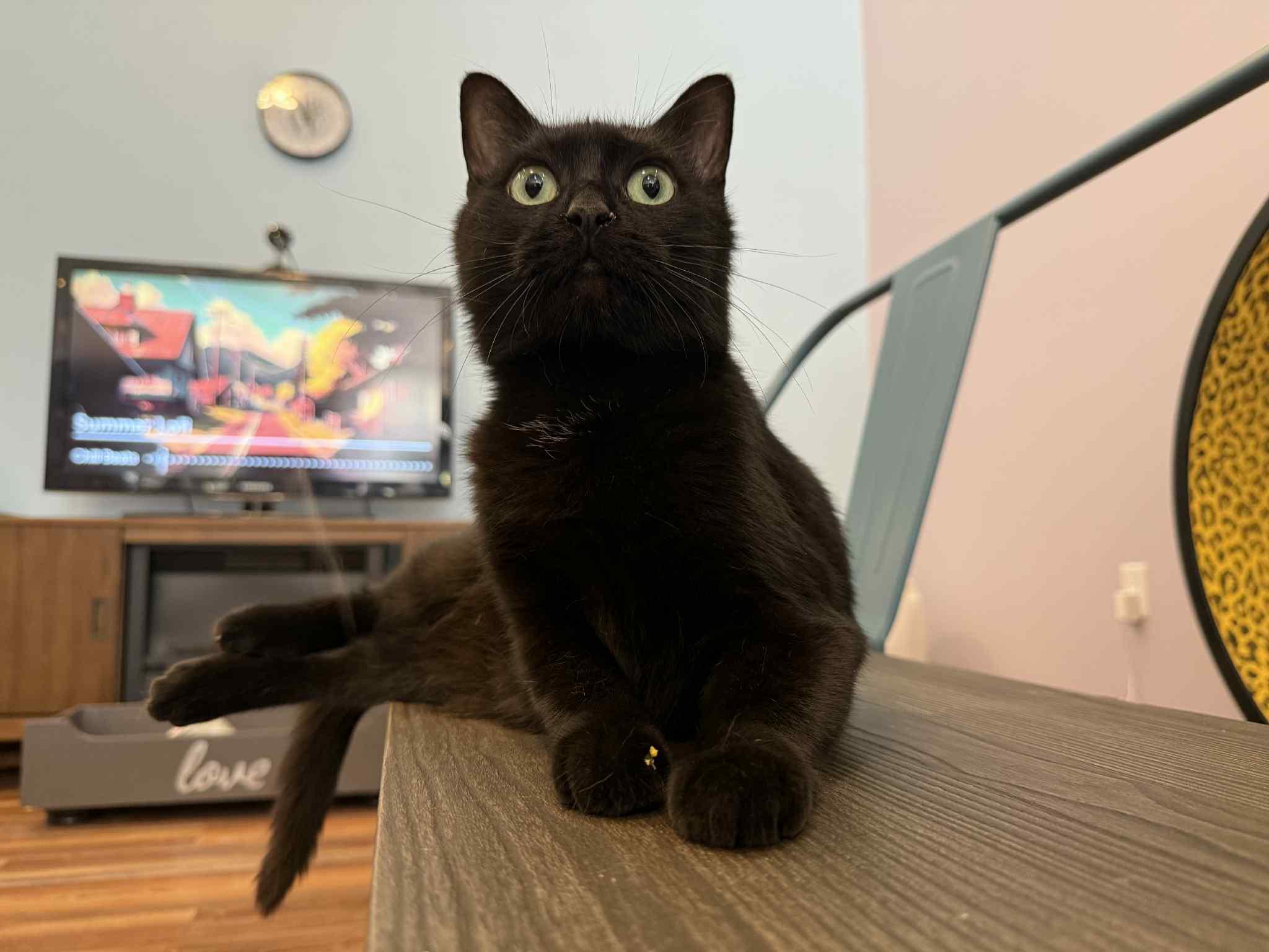 Splinter (cat café), a Adoptable Domestic Short Hair in Lafayette, IN image 4/6