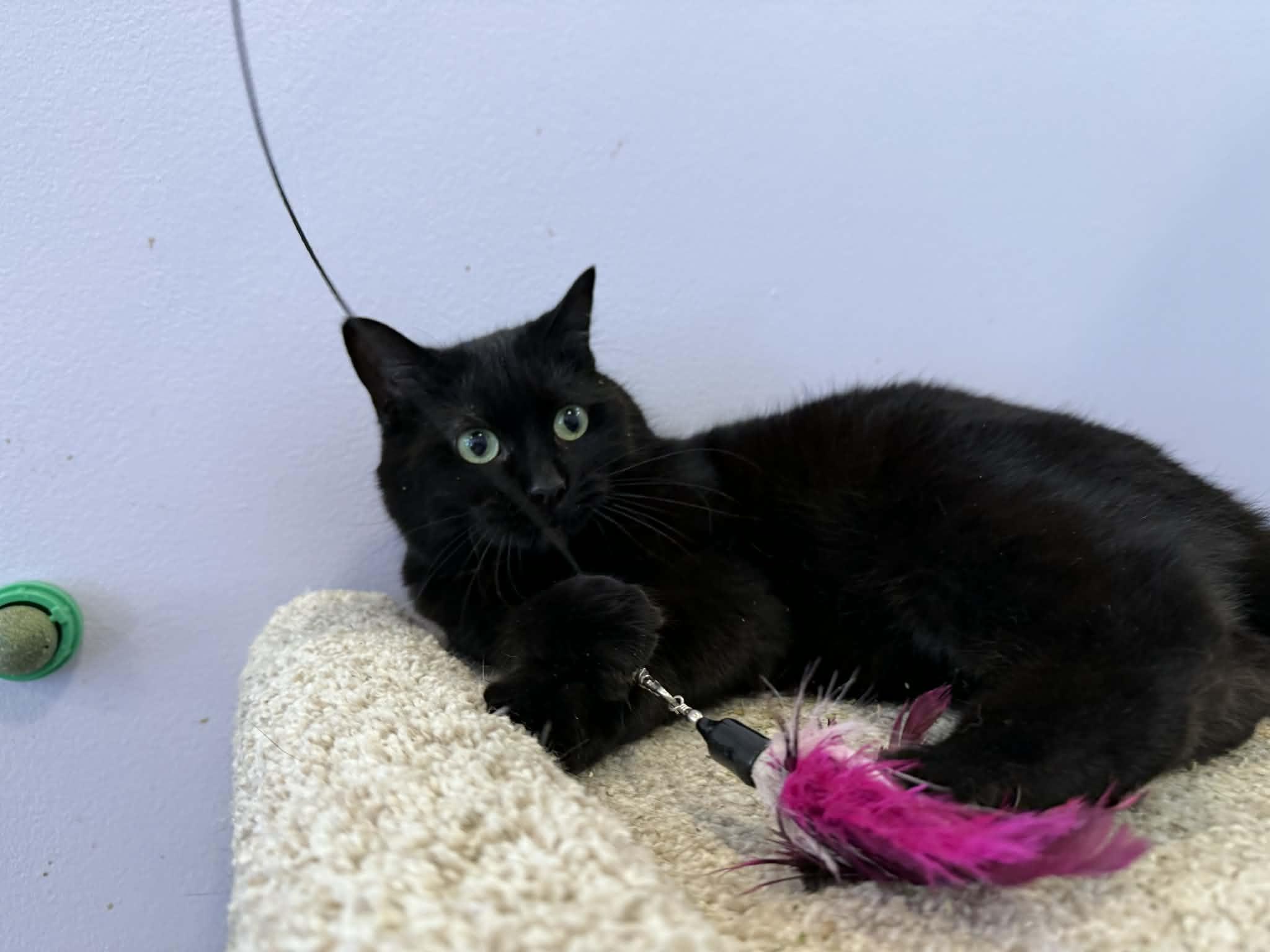 Splinter (cat café), a Adoptable Domestic Short Hair in Lafayette, IN image 1/6