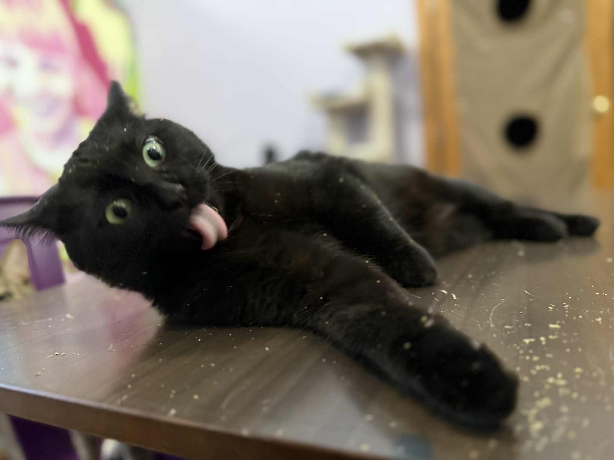 Splinter (cat café), a Adoptable Domestic Short Hair in Lafayette, IN image 2/6