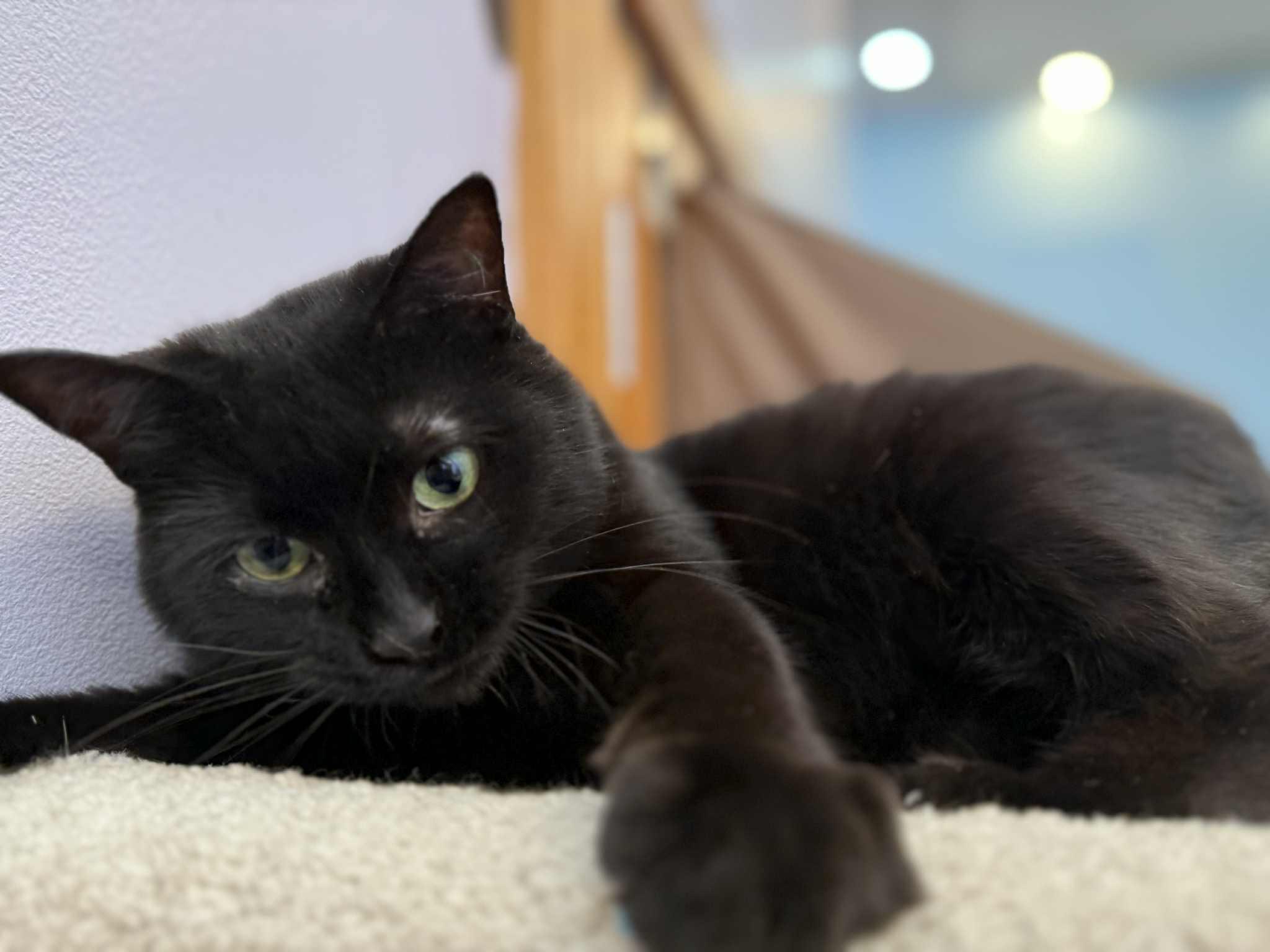Splinter (cat café), a Adoptable Domestic Short Hair in Lafayette, IN image 3/6