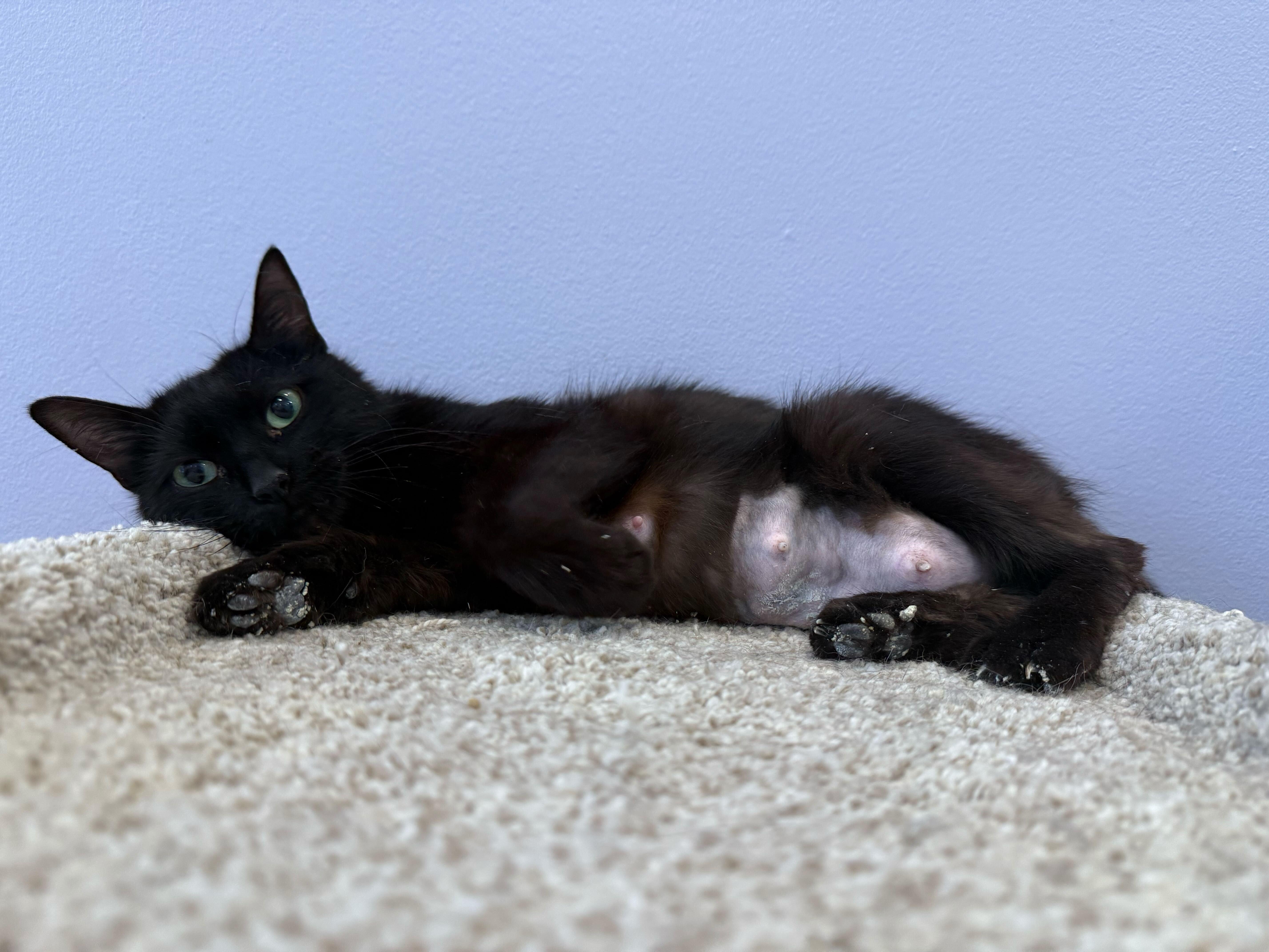 Splinter photo 3
