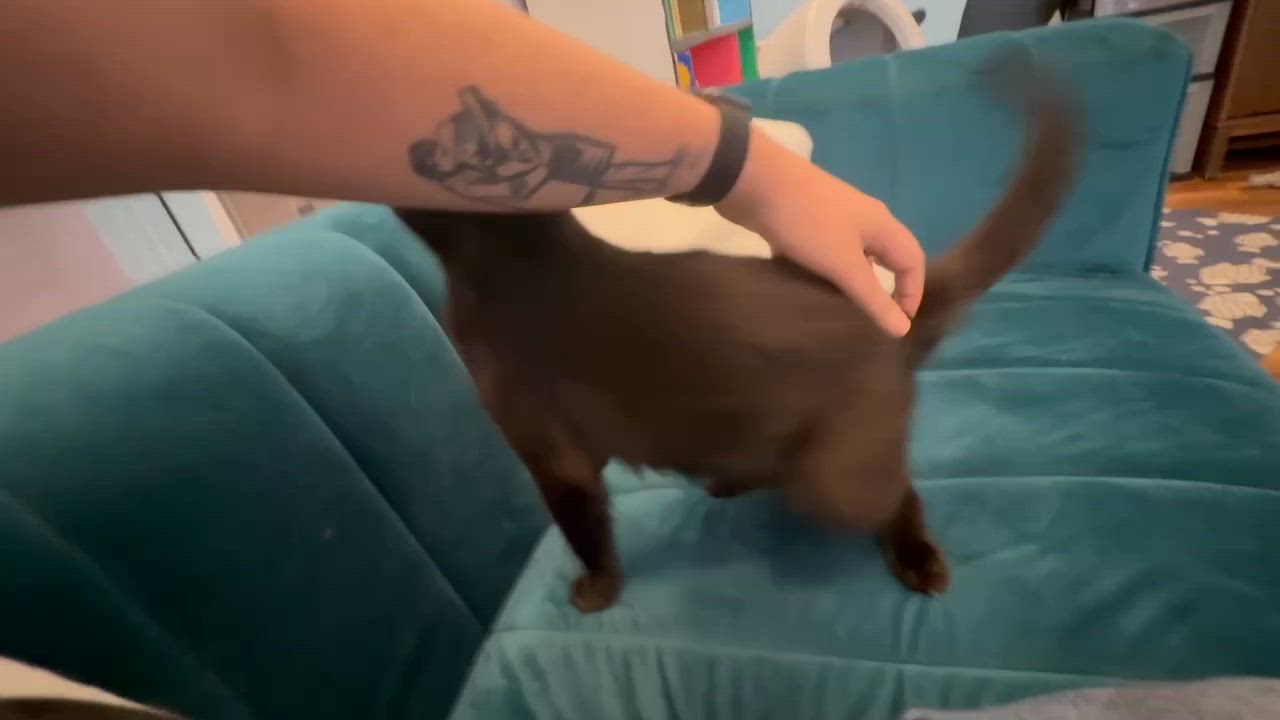 Enlarge Splinter (cat café), a Adoptable Domestic Short Hair in Lafayette, IN video 6/6