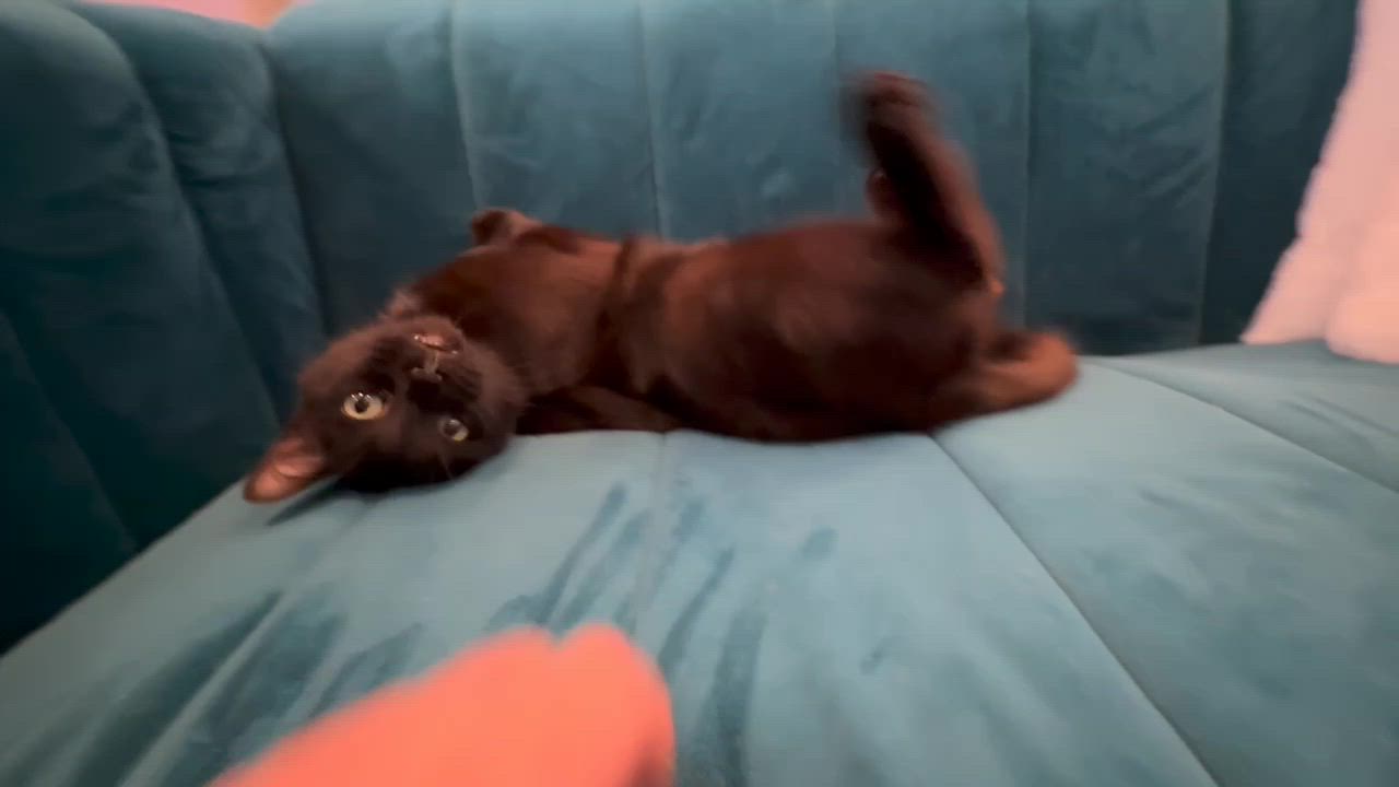 Enlarge Splinter (cat café), a Adoptable Domestic Short Hair in Lafayette, IN video 5/6