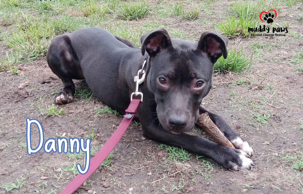 Danny, a Adoptable mixed breed in Council Bluffs, IA image 1/6