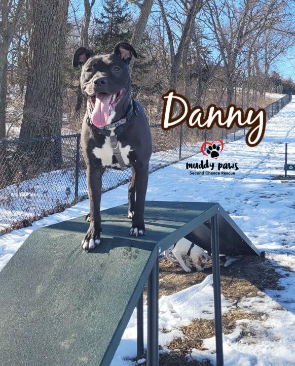 Danny, a Adoptable mixed breed in Council Bluffs, IA image 2/6