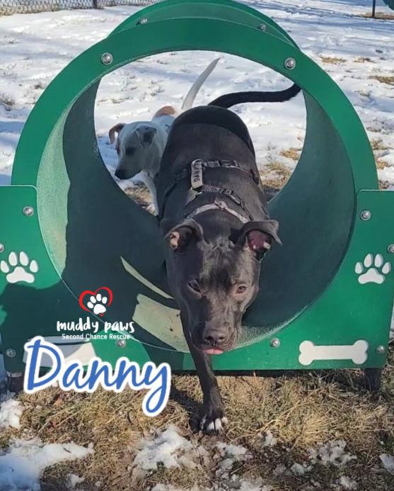 Danny, a Adoptable mixed breed in Council Bluffs, IA image 3/6
