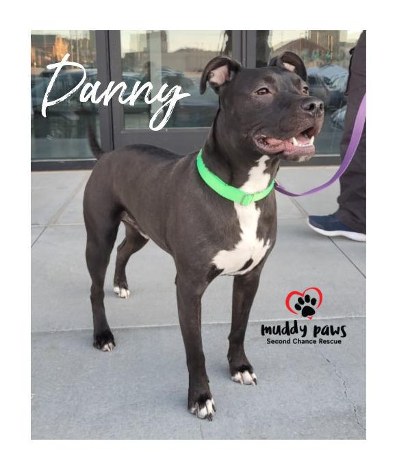 Danny, a Adoptable mixed breed in Council Bluffs, IA image 4/6