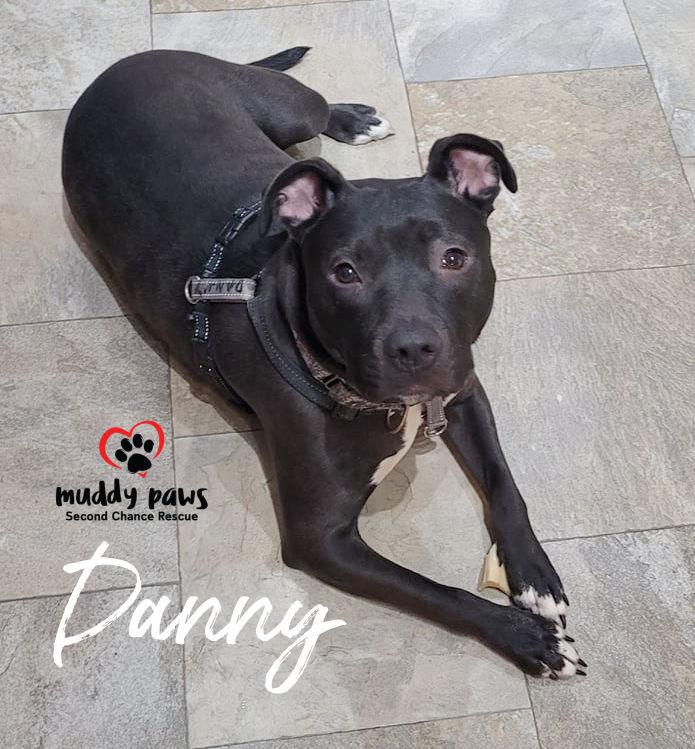 Danny, a Adoptable mixed breed in Council Bluffs, IA image 5/6