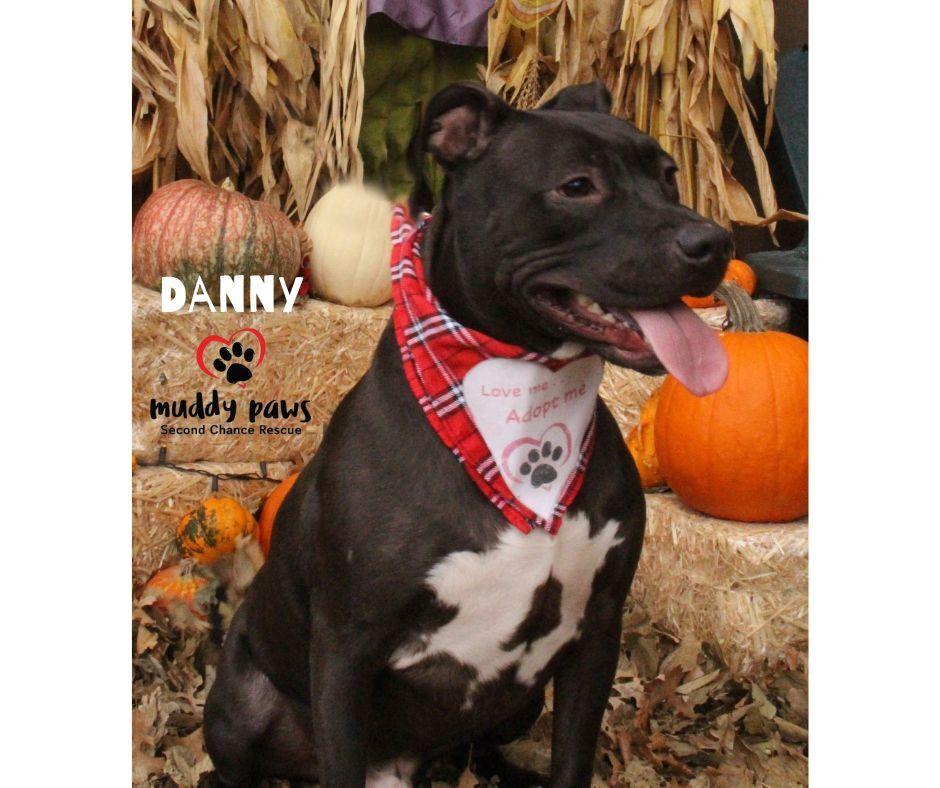 Danny, Adoptable, Young Male Labrador Retriever & Staffordshire Bull Terrier.