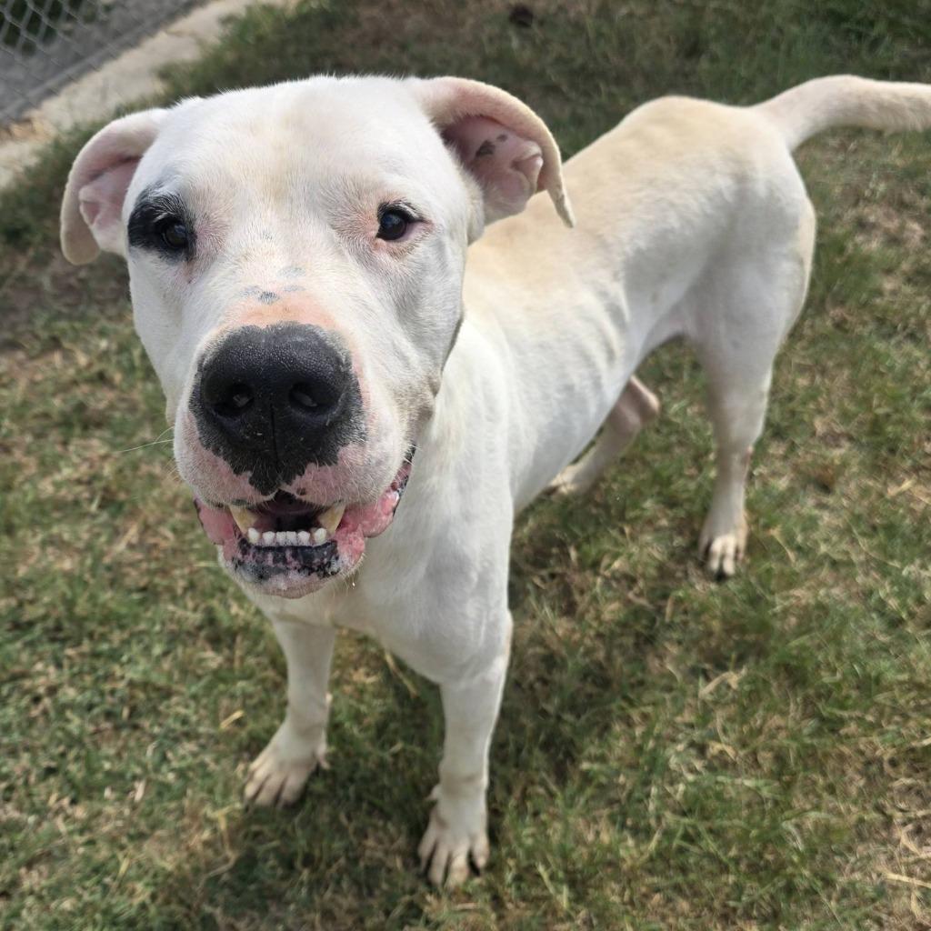 Dogo, Adoptable, Young Male Dogo Argentino.