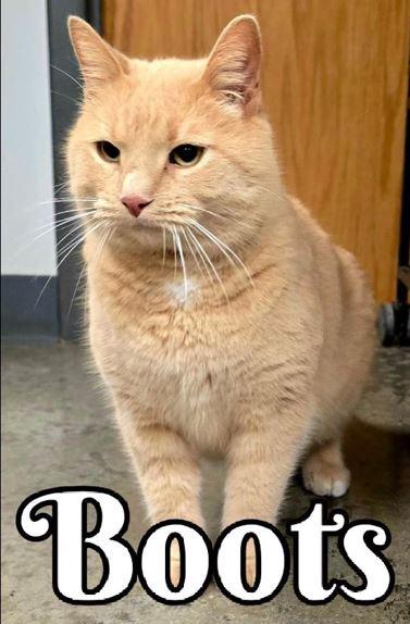 Enlarge Boots, an adopted Domestic Short Hair in Huntley, IL image 2/4