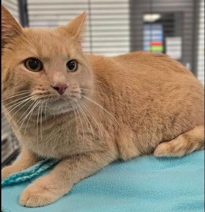 Enlarge Boots, an adopted Domestic Short Hair in Huntley, IL image 1/4