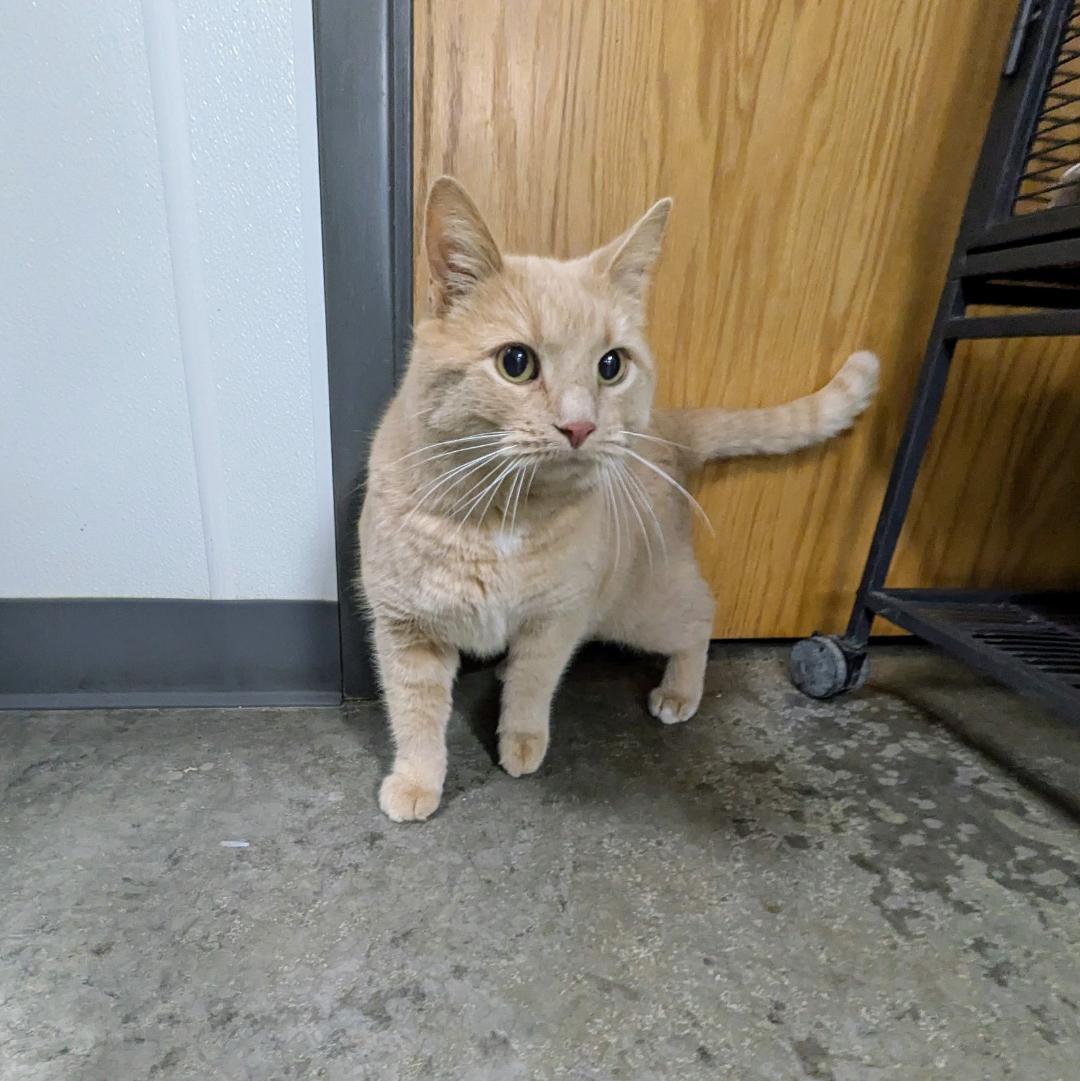 Enlarge Boots, an adopted Domestic Short Hair in Huntley, IL image 4/4