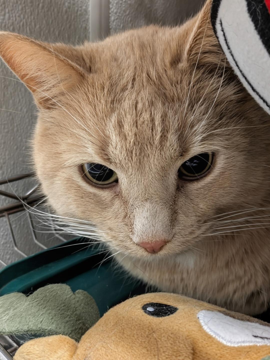 Enlarge Boots, an adopted Domestic Short Hair in Huntley, IL image 3/4