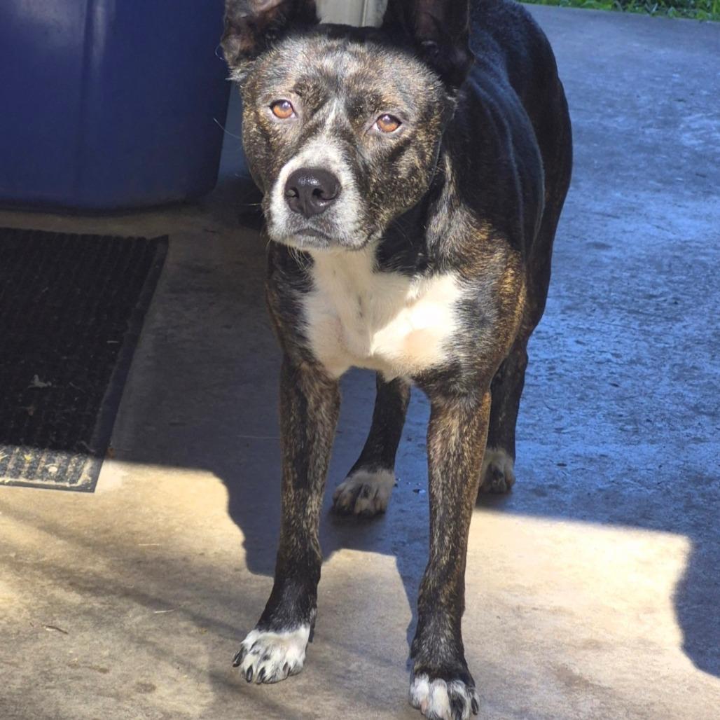 Enlarge Momma McCormick 0668, a Adoptable Mixed Breed in Columbus, GA image 1/1