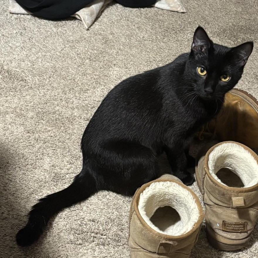 Maurice, Adoptable, Adult Female Domestic Short Hair.