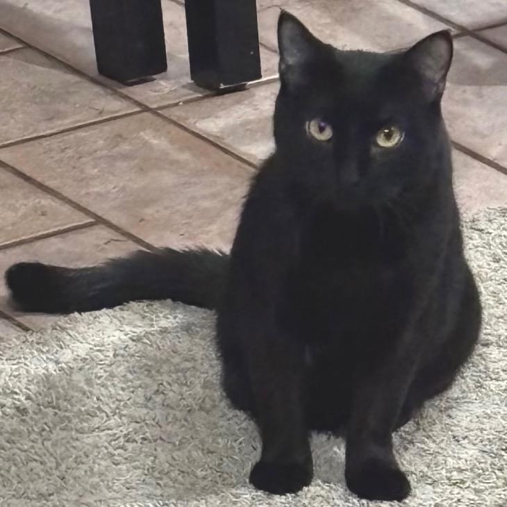 Enlarge Maurice, a Adoptable Domestic Short Hair in Farmington, MN image 2/3