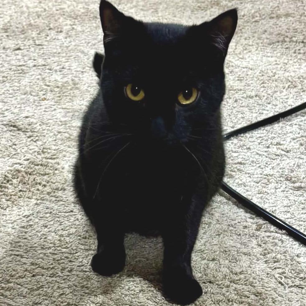 Enlarge Maurice, a Adoptable Domestic Short Hair in Farmington, MN image 1/5