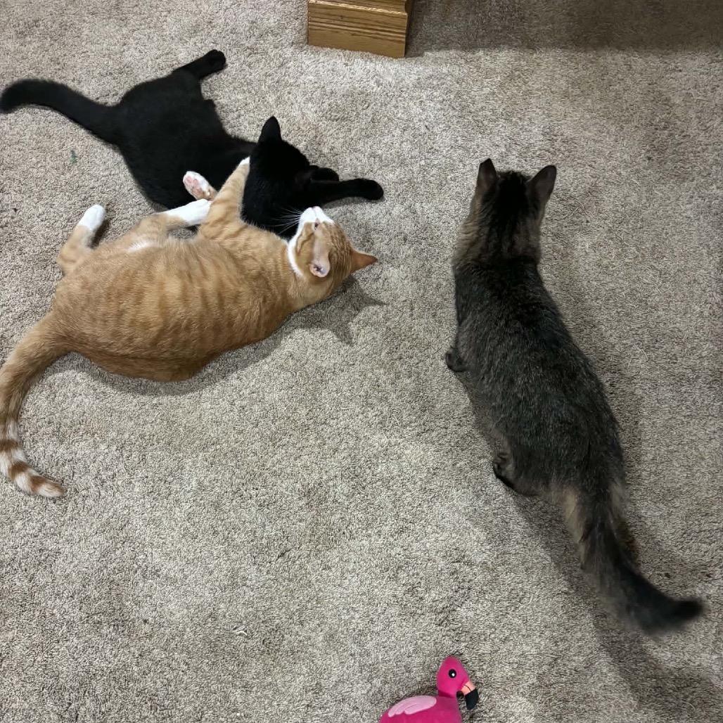 Enlarge Maurice, a Adoptable Domestic Short Hair in Farmington, MN image 2/5