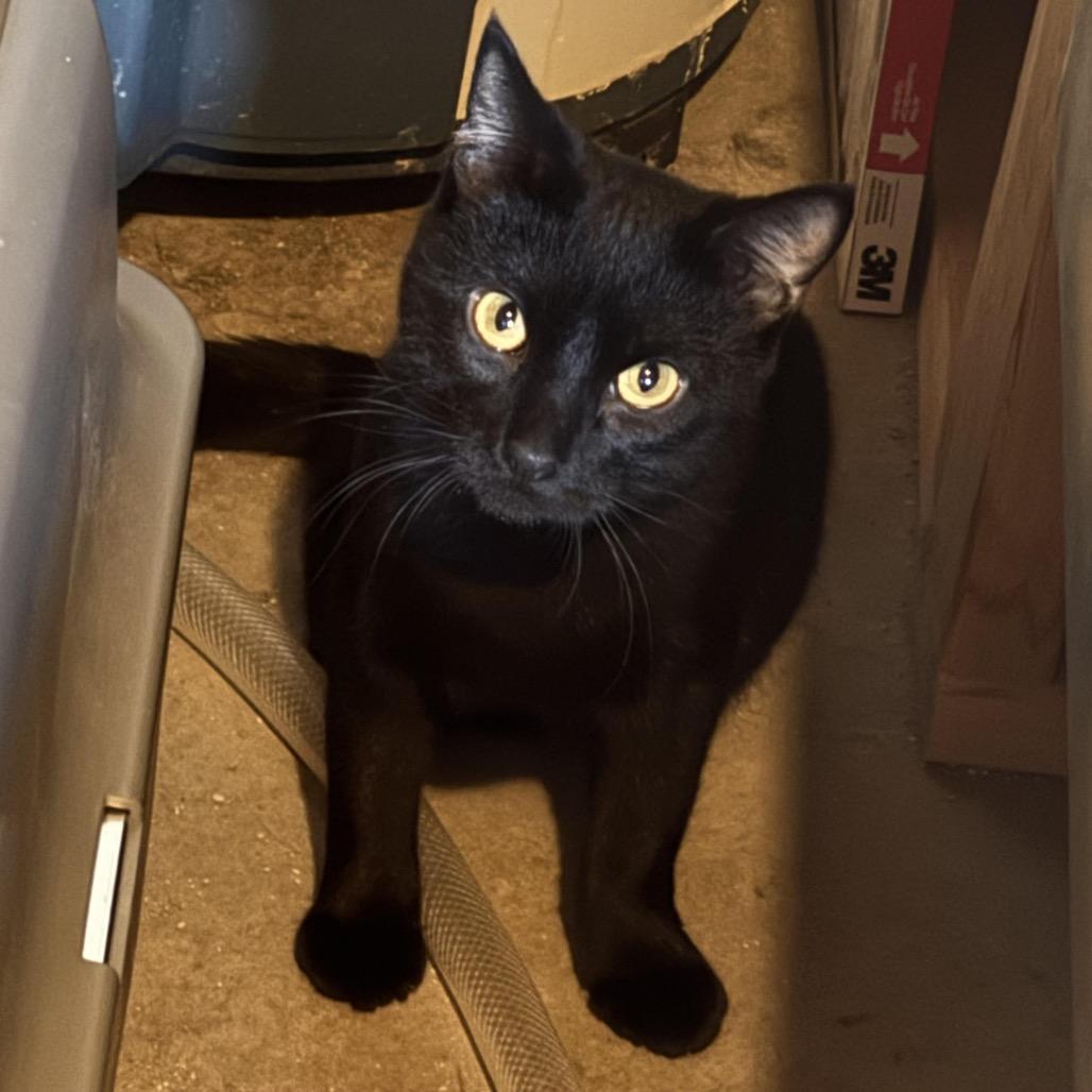 Maurice, Adoptable, Adult Female Domestic Short Hair.