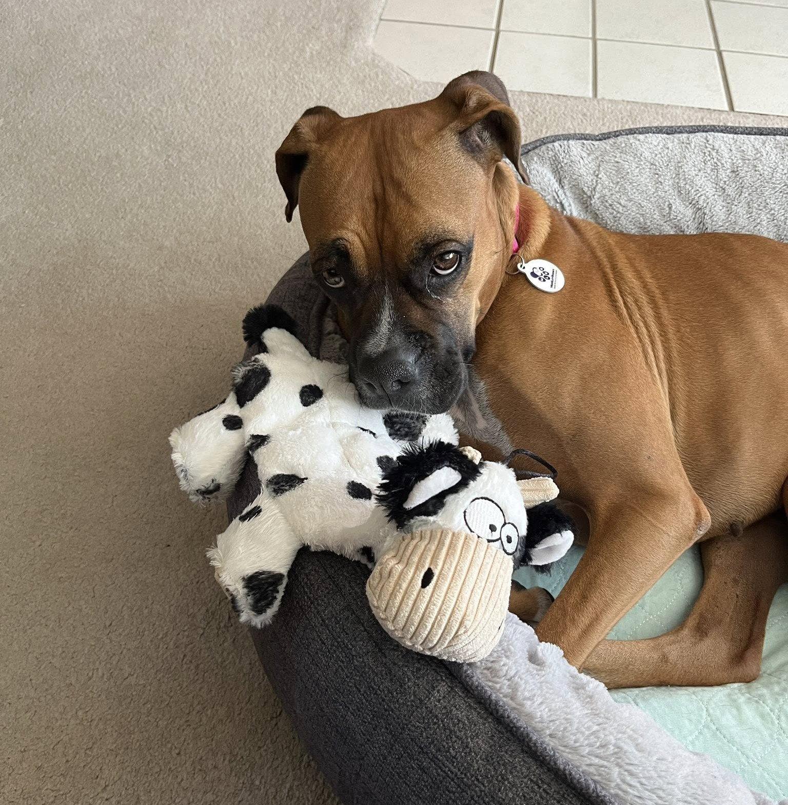 Enlarge Silly, a Adopted Boxer in Stanwood, WA image 1/3