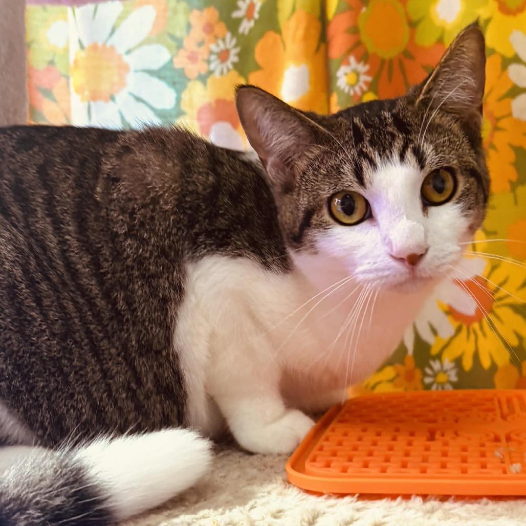 Boone Homer 55510, Adoptable, Young Male Domestic Short Hair & Russian Blue.