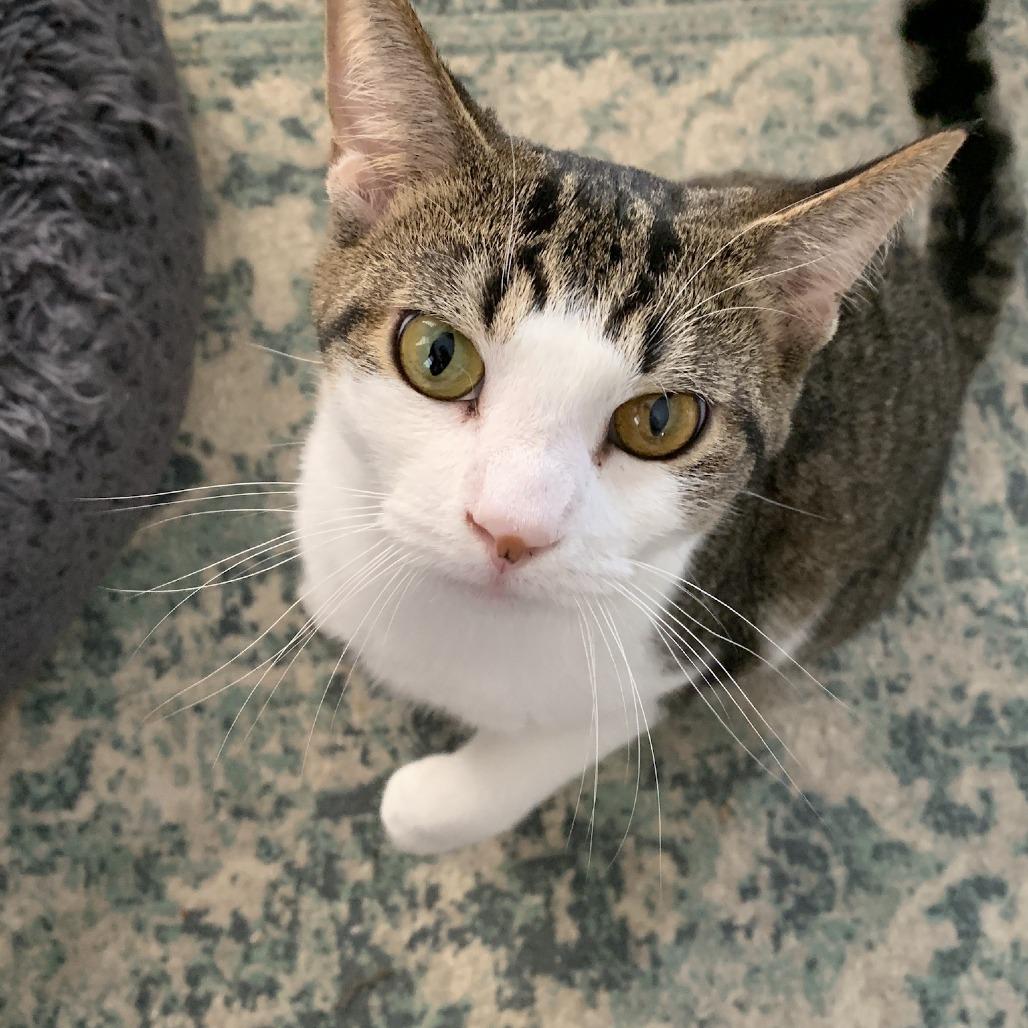 Enlarge Boone Homer 55510, a Adoptable mixed breed in Lansing, MI image 3/6