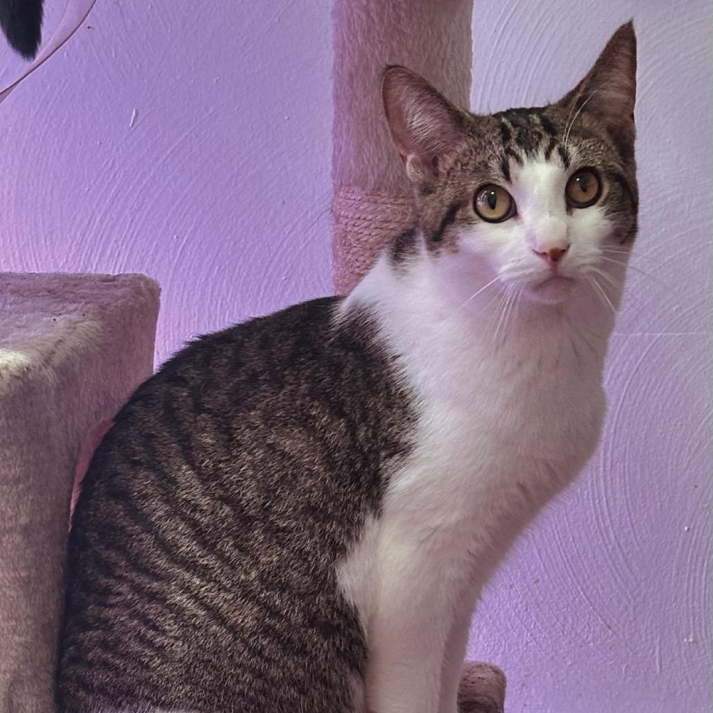 Enlarge Boone Homer 55510, a Adoptable mixed breed in Lansing, MI image 2/4