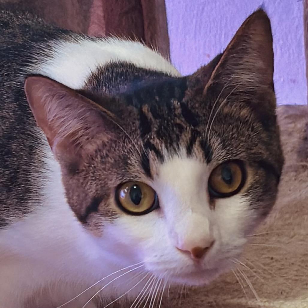Enlarge Boone Homer 55510, a Adoptable mixed breed in Lansing, MI image 4/4