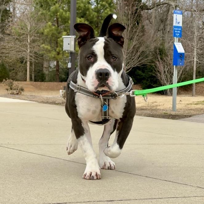 Henry Marcel, Adoptable, Adult Male American Bulldog & Mixed Breed.