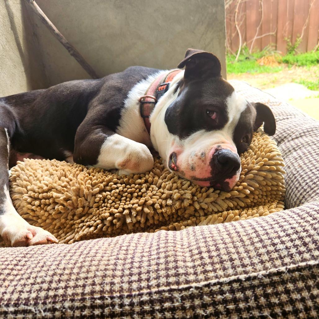 Enlarge Henry Marcel, a Adoptable mixed breed in Durham, NC image 1/6