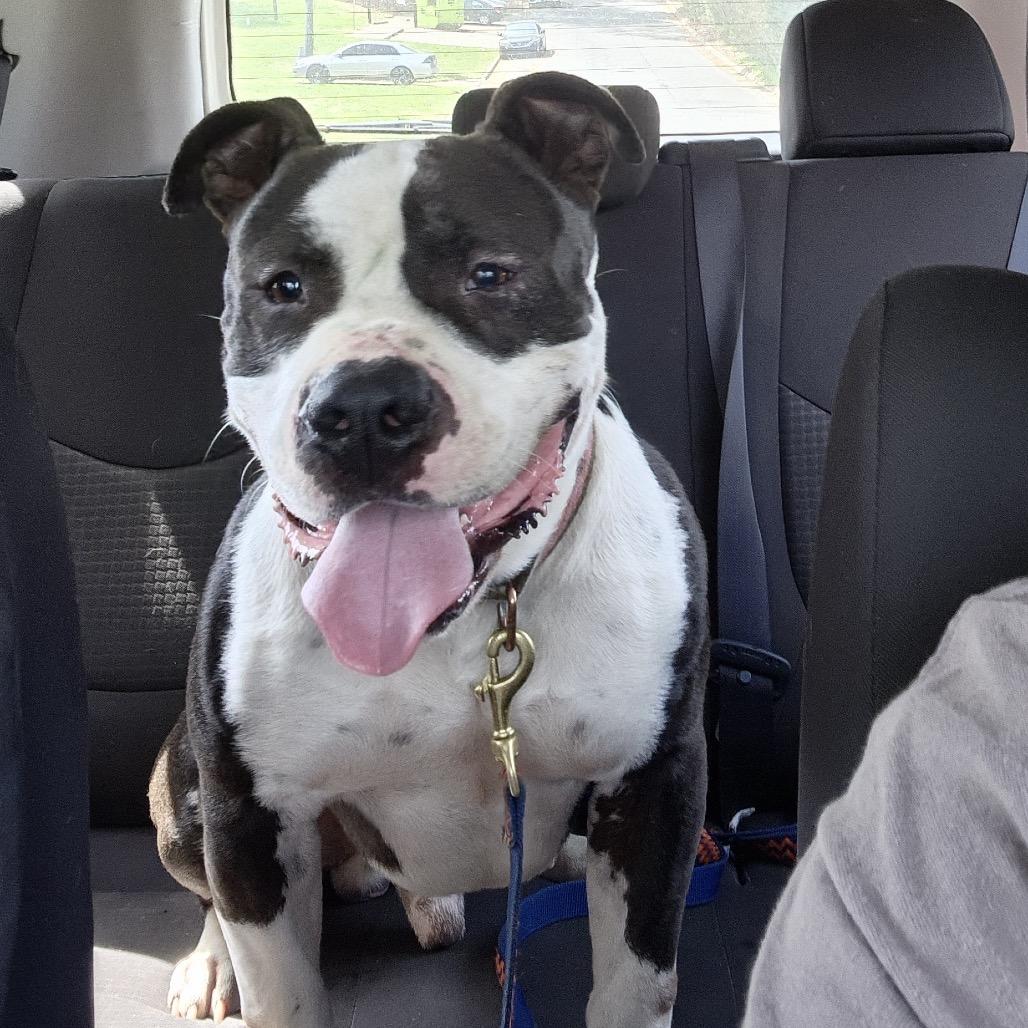 Enlarge Henry Marcel, a Adoptable mixed breed in Durham, NC image 2/6