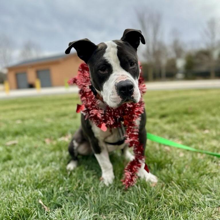 Enlarge Henry Marcel, a Adoptable mixed breed in Durham, NC image 3/6