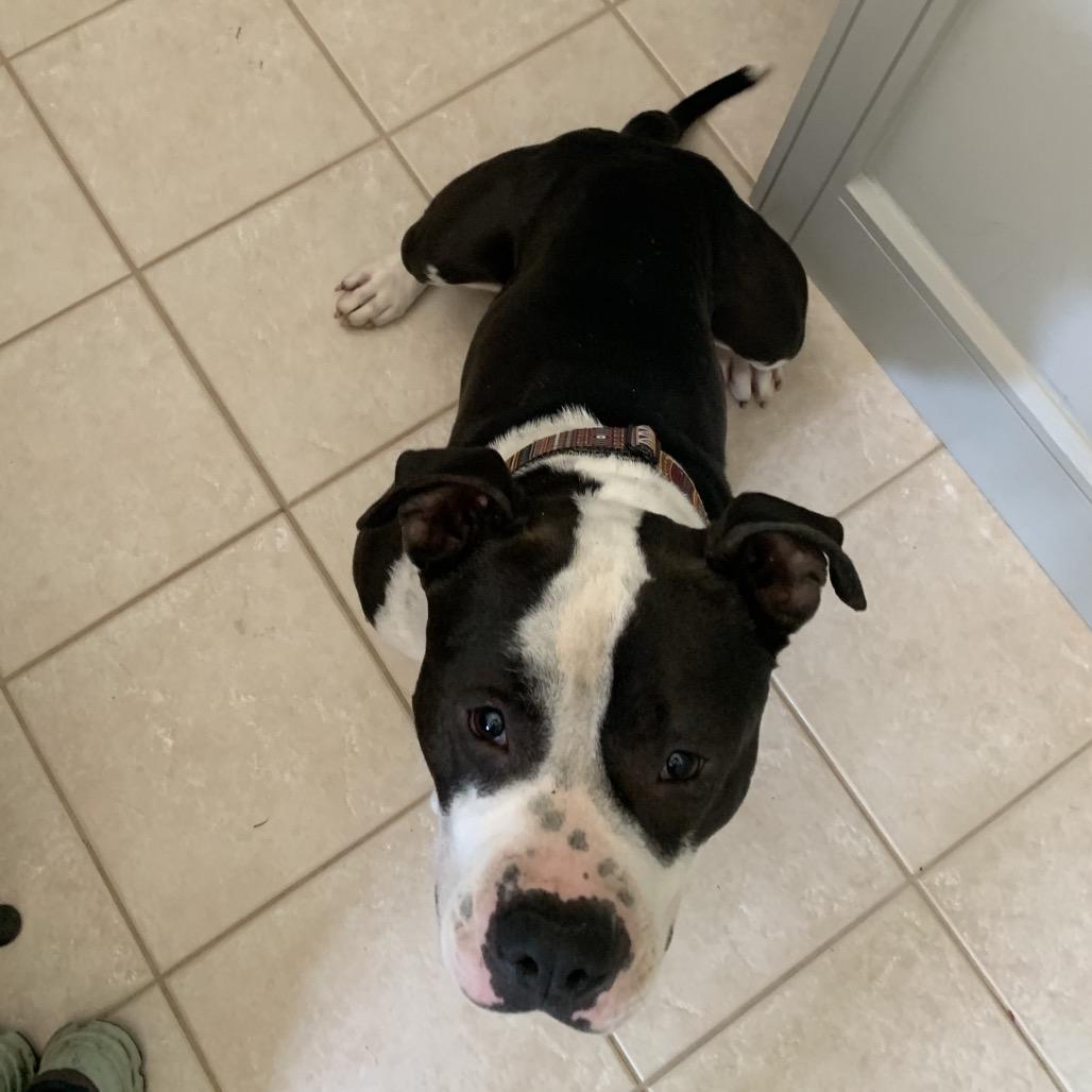 Henry Marcel thumbnail 4