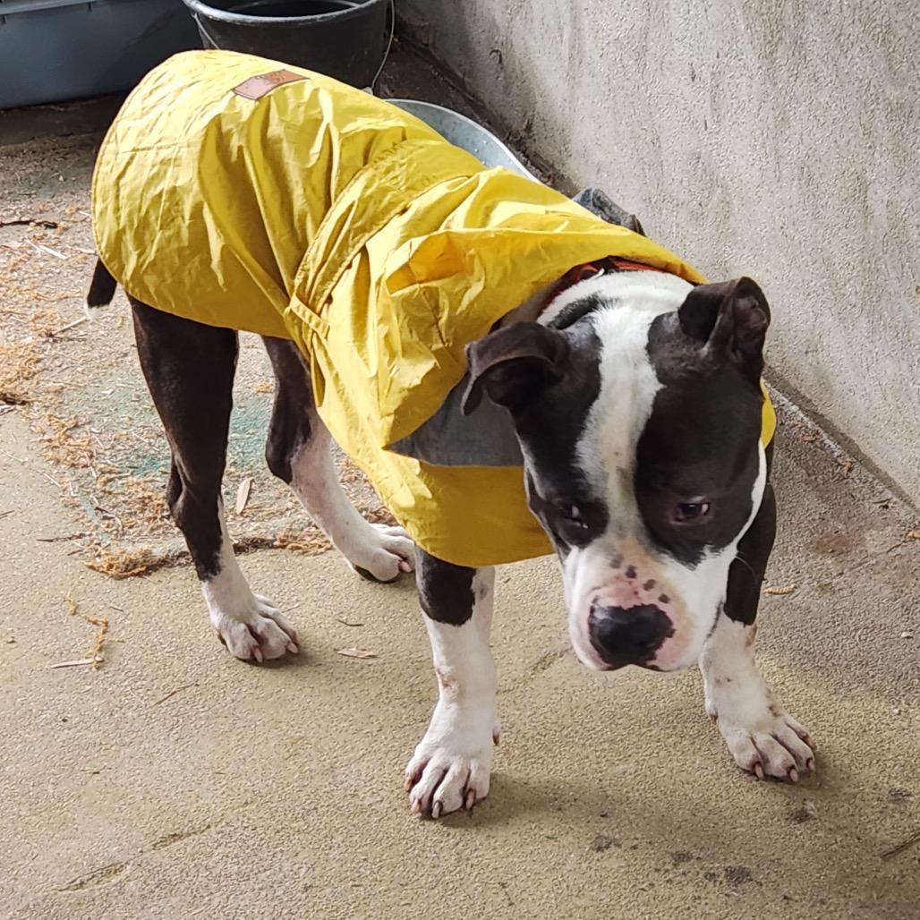Enlarge Henry Marcel, a Adoptable mixed breed in Durham, NC image 6/6