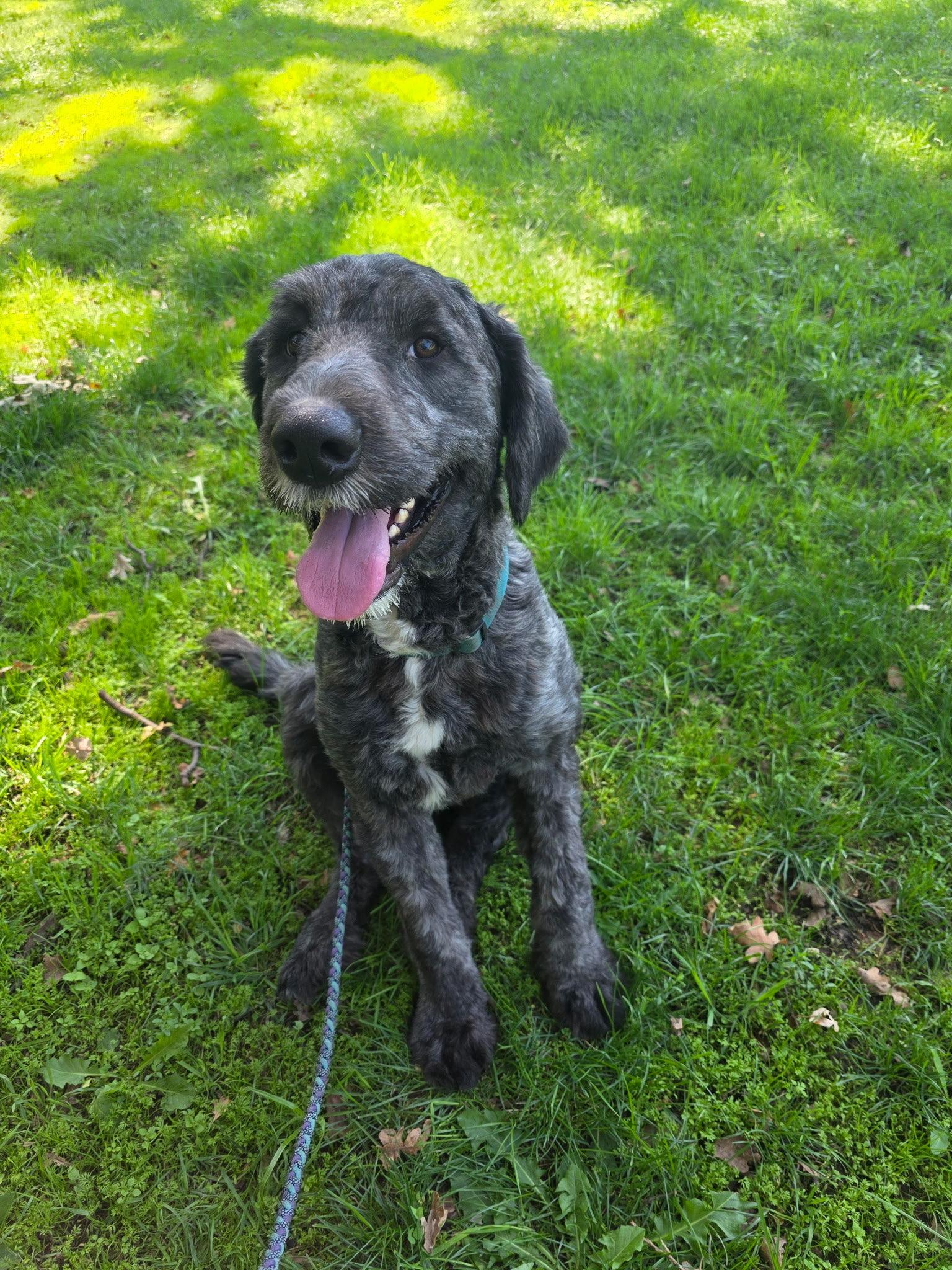 Enlarge Ollie, a Adopted Bouvier des Flandres in Davis, CA image 2/3