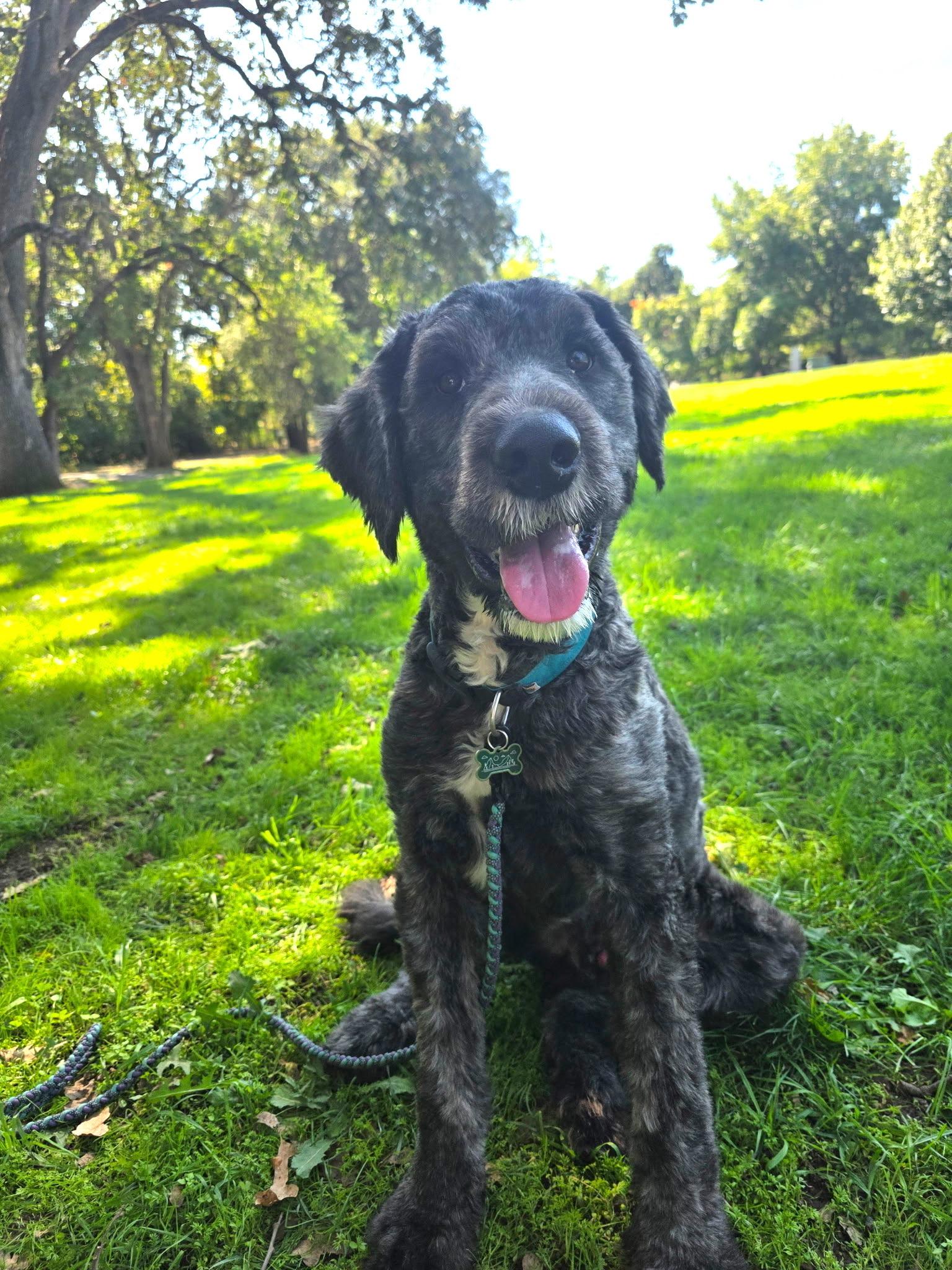 Ollie