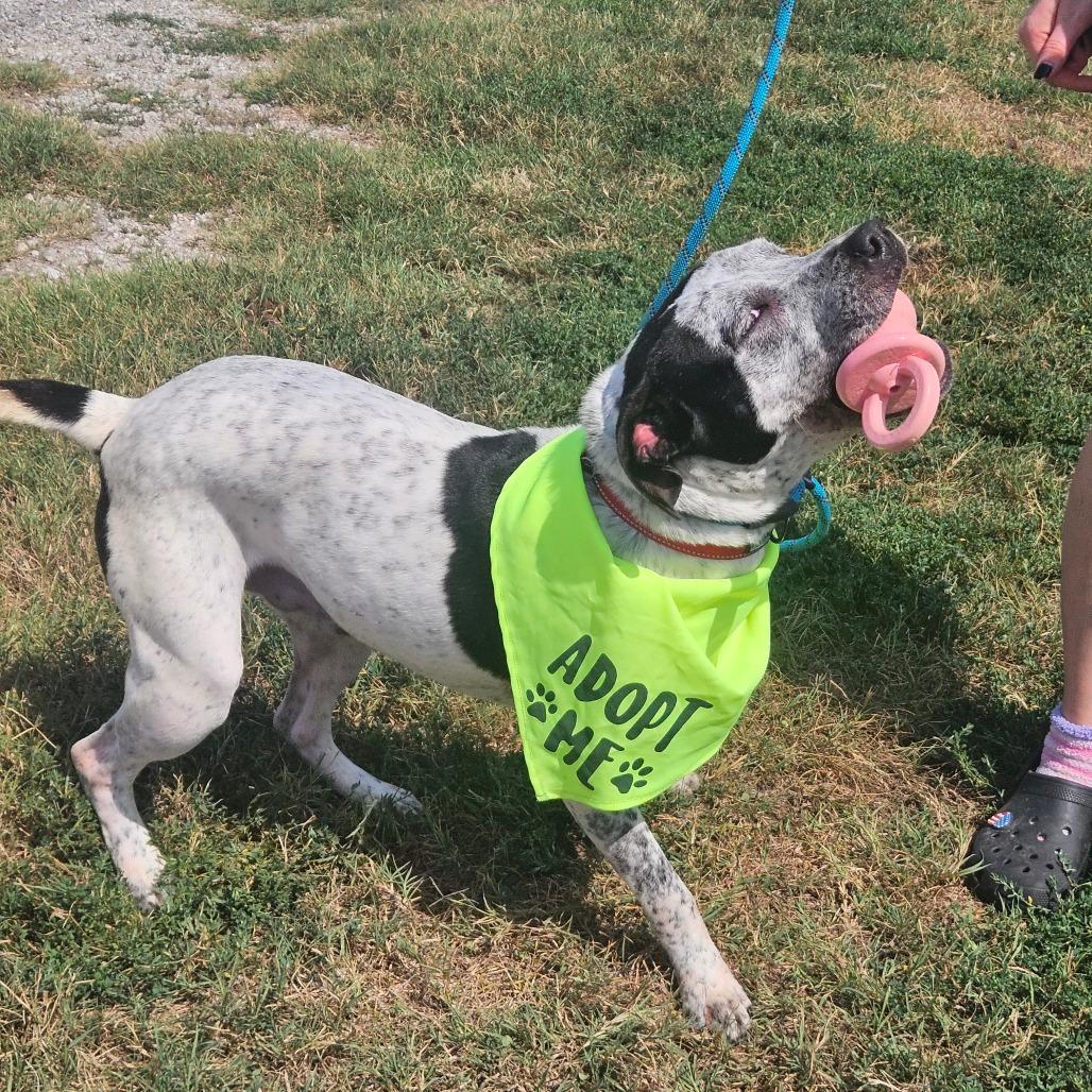 Retro, Adoptable, Adult Male Labrador Retriever & Mixed Breed.