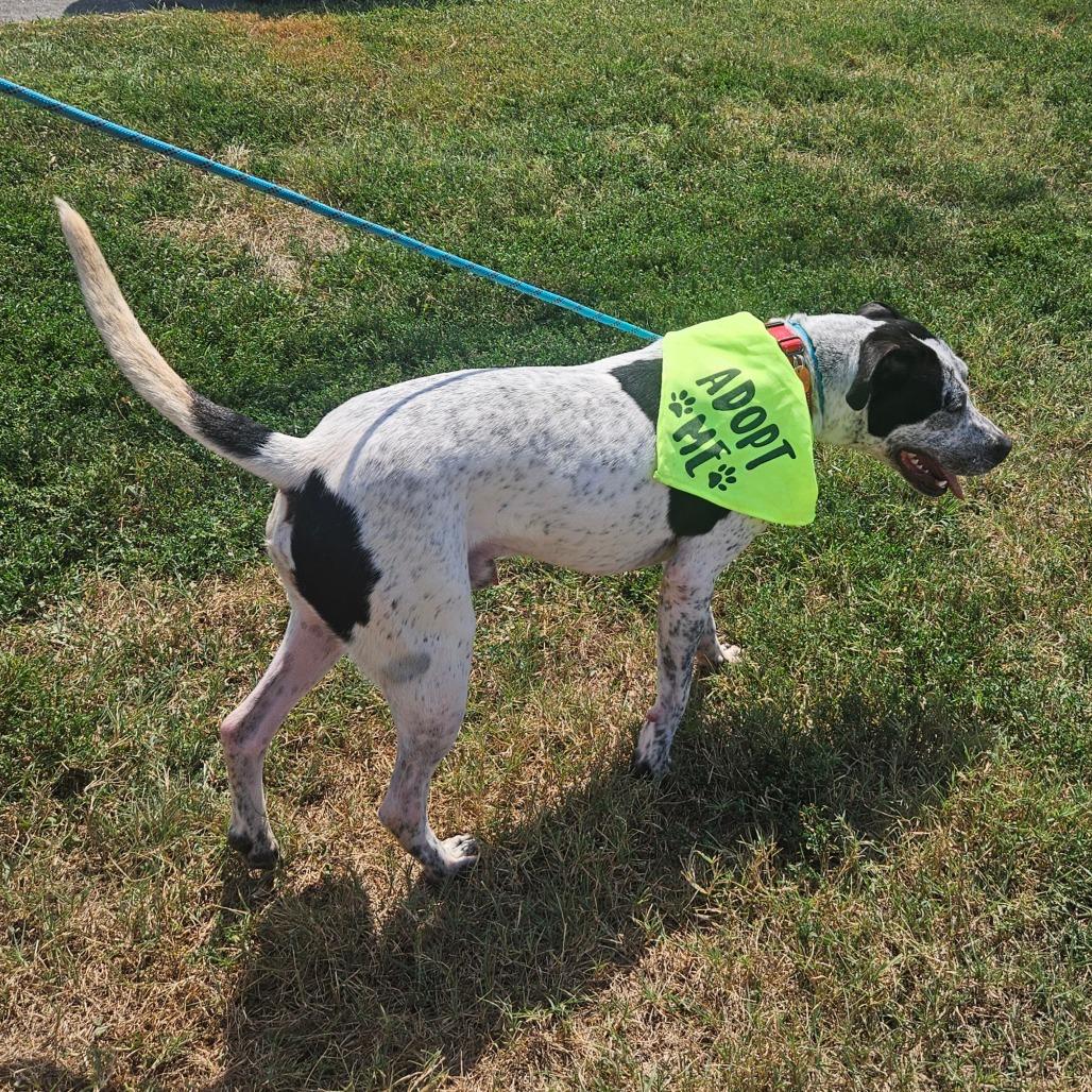 Enlarge Retro, a Adoptable mixed breed in Springfield, MO image 2/6