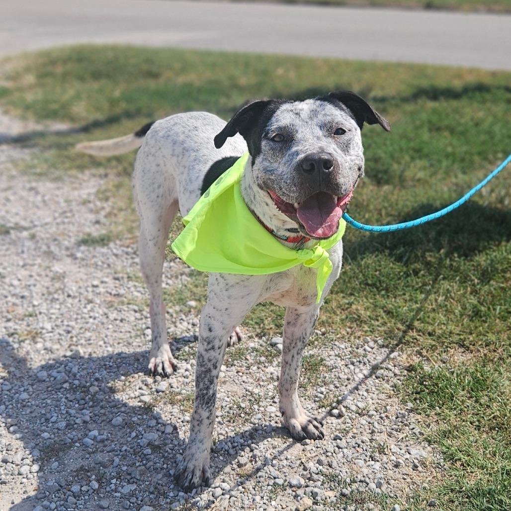 Enlarge Retro, a Adoptable mixed breed in Springfield, MO image 3/6