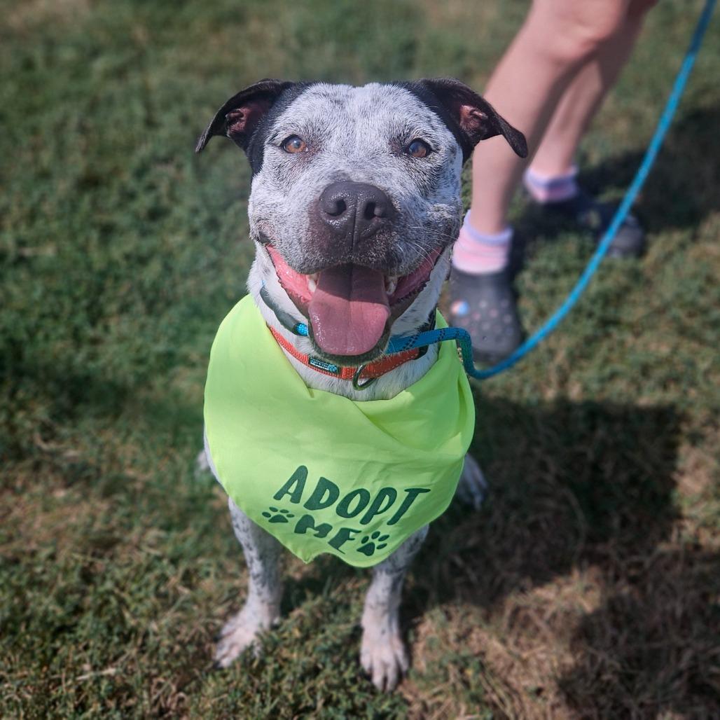 Enlarge Retro, a Adoptable mixed breed in Springfield, MO image 4/6