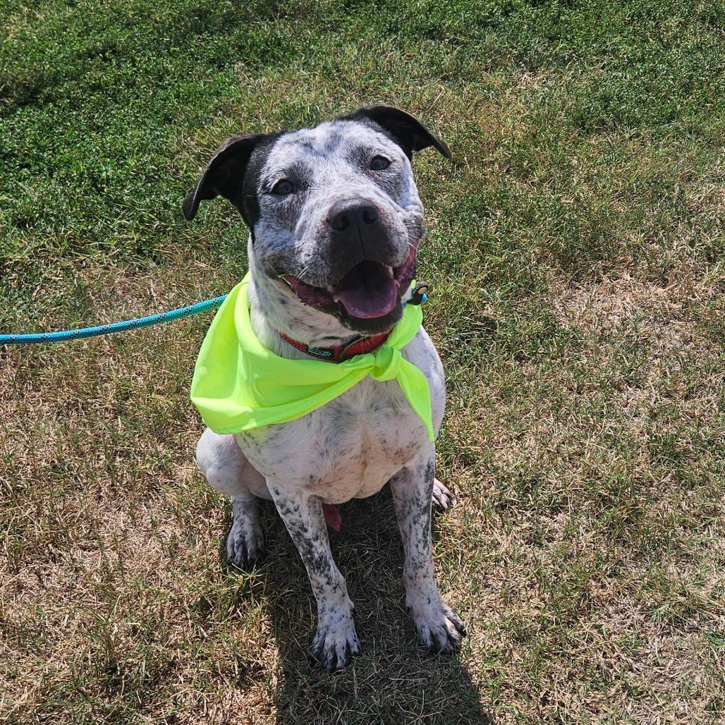 Enlarge Retro, a Adoptable mixed breed in Springfield, MO image 5/6