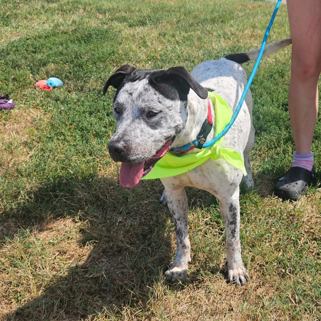 Enlarge Retro, a Adoptable mixed breed in Springfield, MO image 6/6
