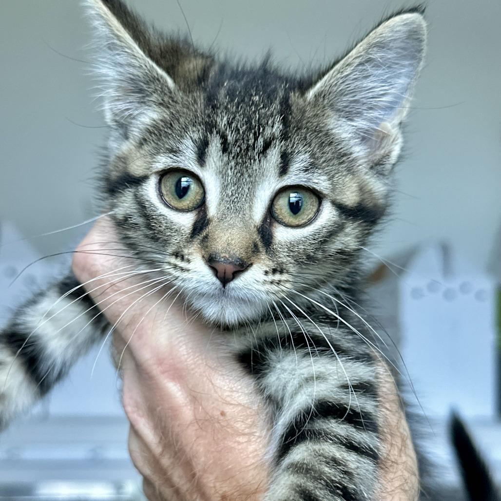 Enlarge Evan, a Adoptable Domestic Short Hair in Matteson, IL image 1/1