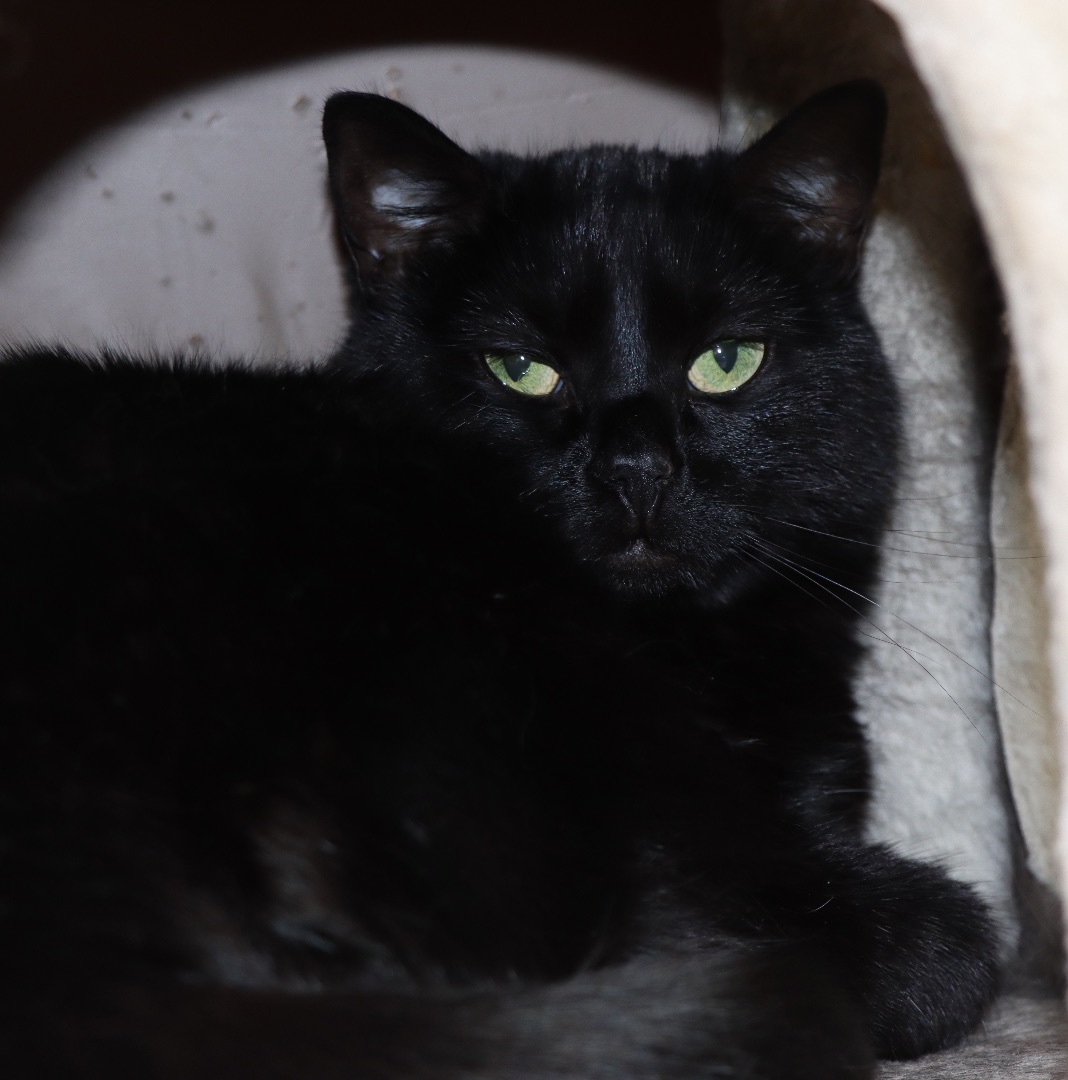 Cashmere, Adoptable, Young Female Domestic Short Hair.