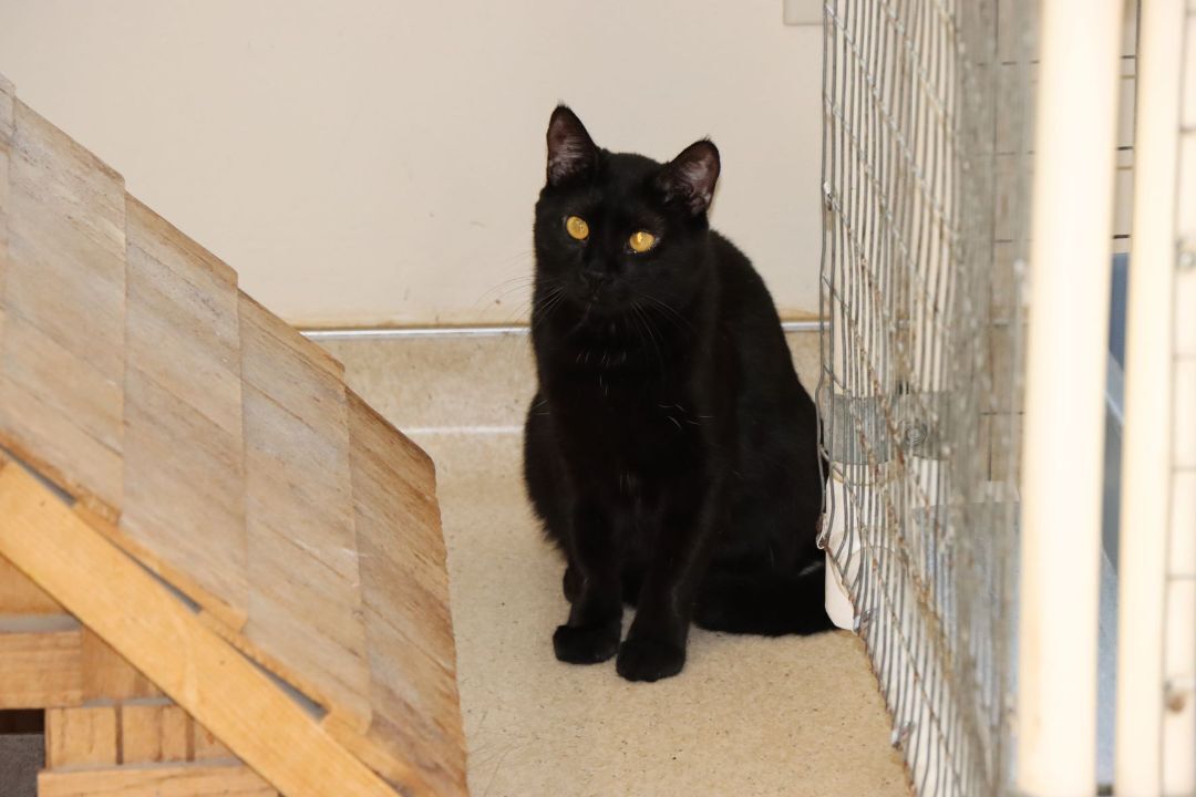 Enlarge Cashmere, a Adoptable Domestic Short Hair in House Springs, MO image 2/3