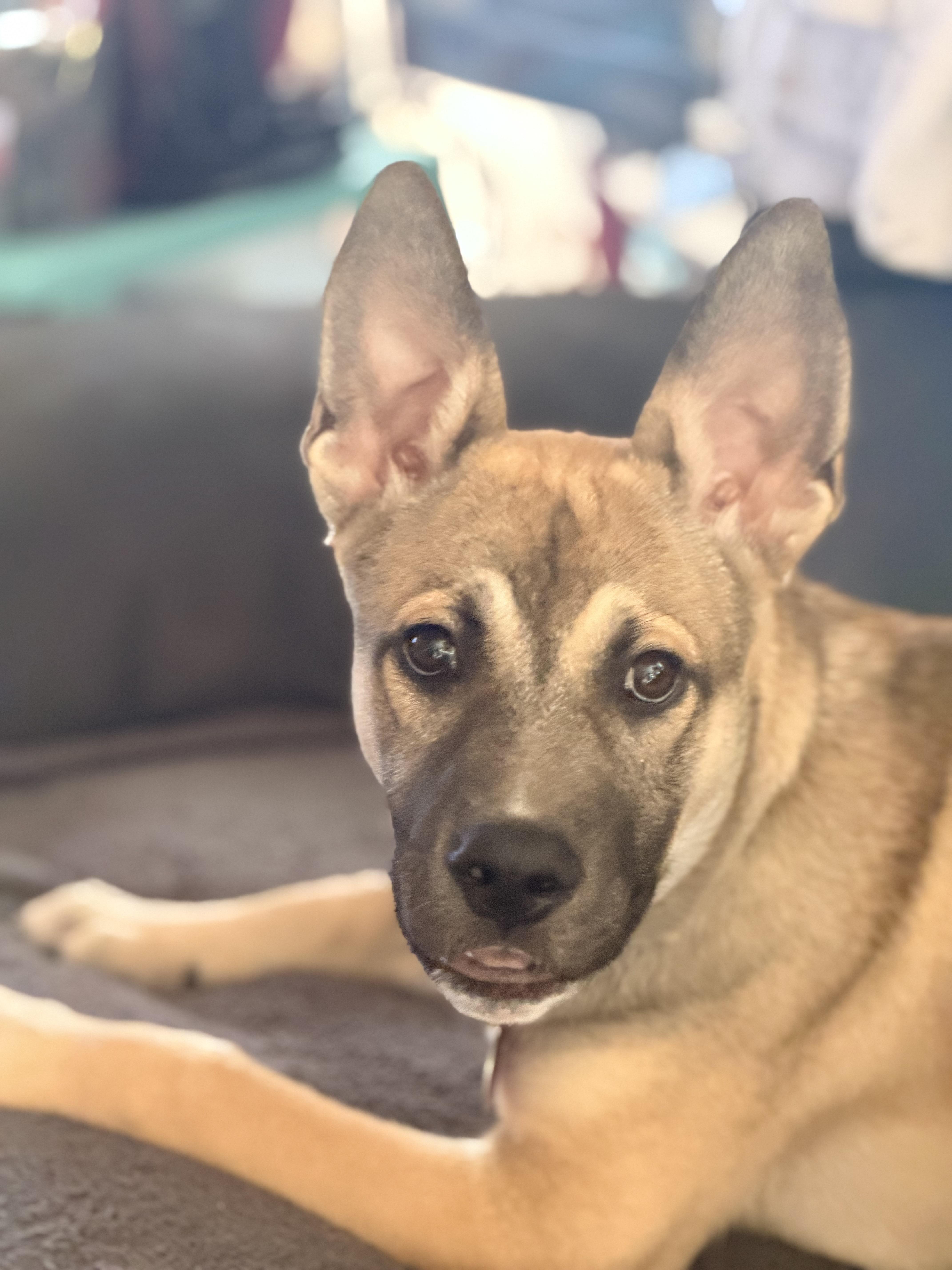 Enlarge Mateo, an adopted mixed breed in Pittsburgh, PA image 2/6
