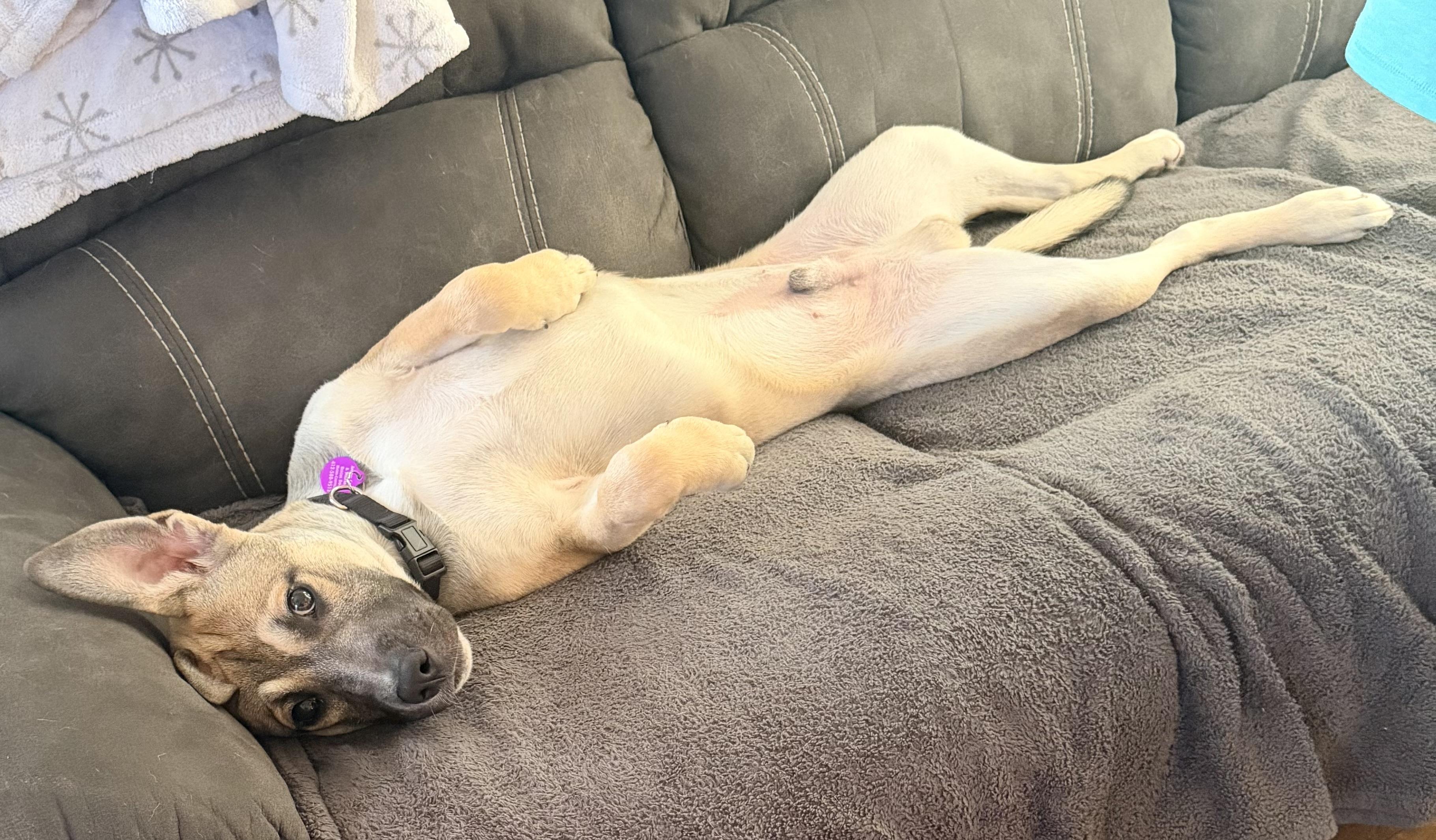 Enlarge Mateo, an adopted mixed breed in Pittsburgh, PA image 4/6
