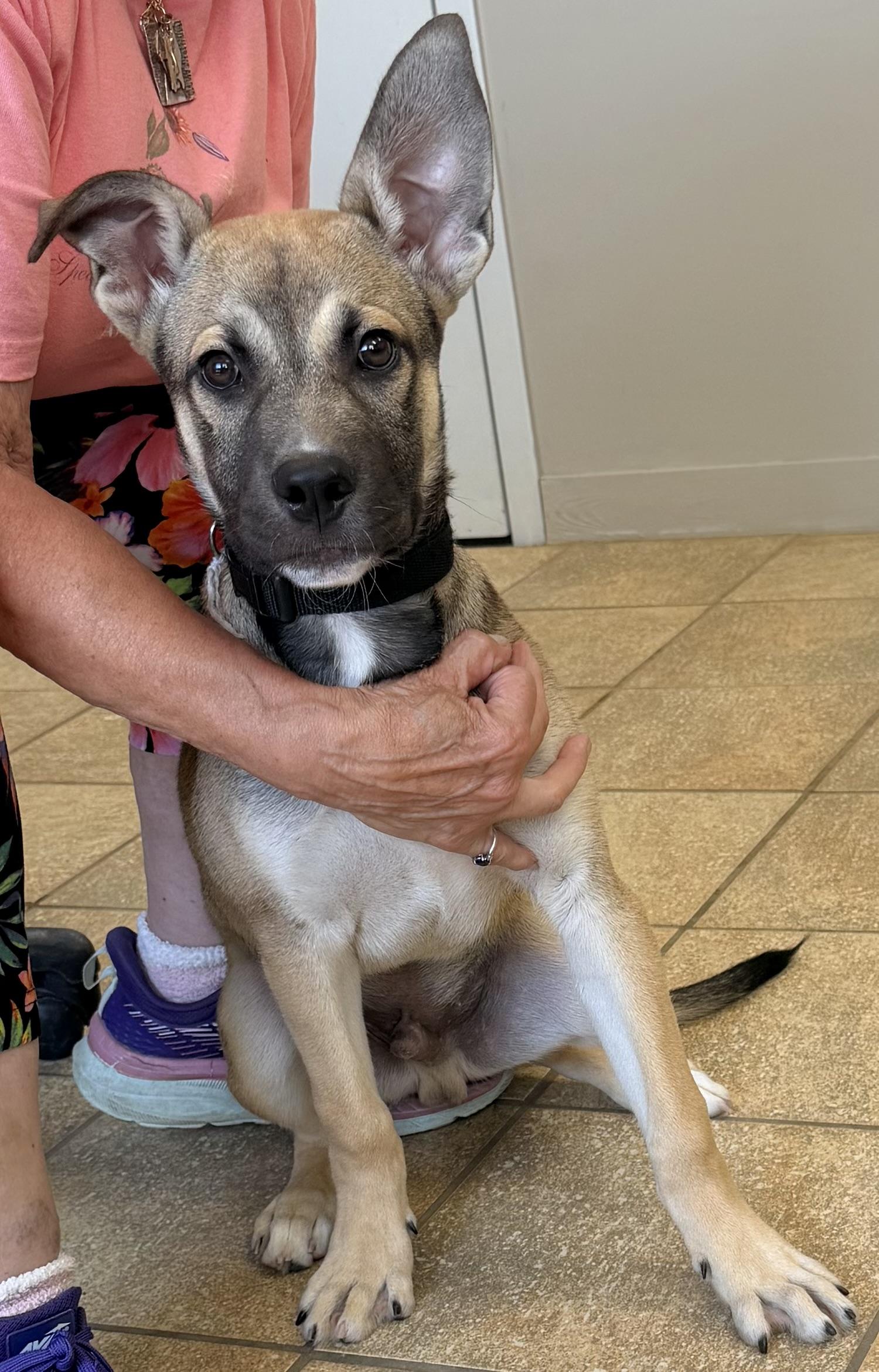 Enlarge Mateo, an adopted mixed breed in Pittsburgh, PA image 5/6